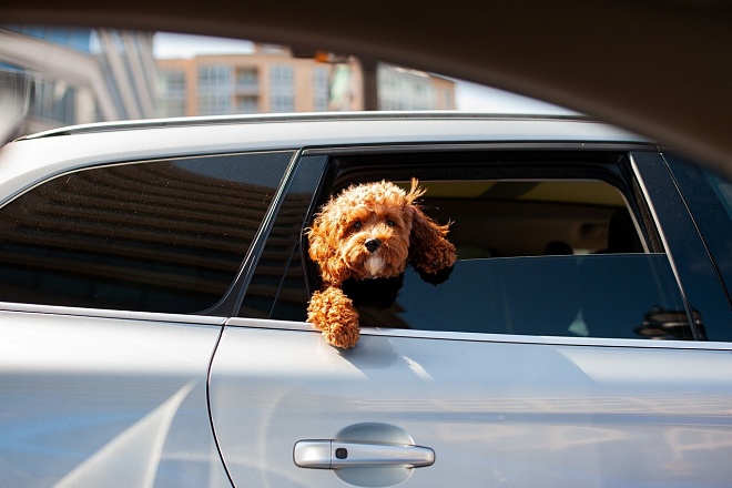 coche ocasion perrito ventana